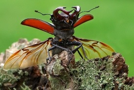 Ga mee naar de wondere wereld van de insecten! 