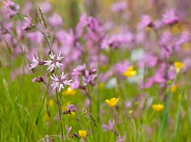 Wie wordt er nou niet vrolijk van een veld vol bloemen?