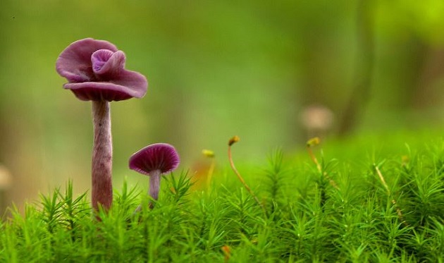 Leeft nauw samen met loofbomen en soms met naaldbomen. 