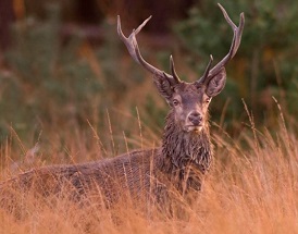 Defensie spaart aantal natuurgebieden als oefenterrein, maar zorgen blijven.