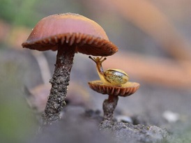 Help jij mee de natuur te beschermen?