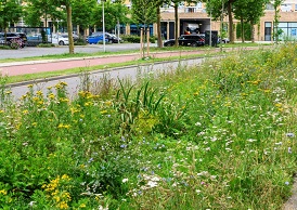 Hoe groen en gezond is jouw omgeving – en wat vind jij daarvan?