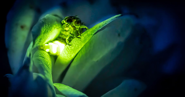Rondvliegende mannetjes zien het felle licht al vanaf 10 meter.