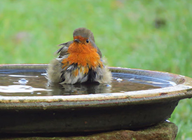 Zet op een beschutte plek een drinkschaal voor vogels neer.